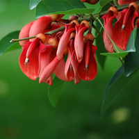 龙牙花这样别致,你会喜欢吗?