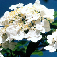 琼花原来也有花名
