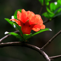 石榴花,关于它的简历