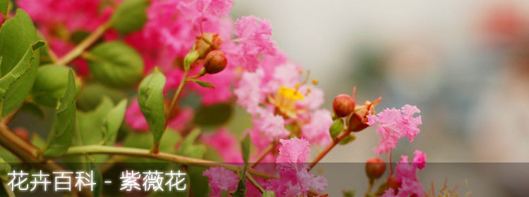 蓝刺头,关于它的简历