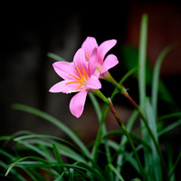韭菜莲,也可以这样叫