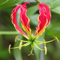 嘉兰容易种植吗？