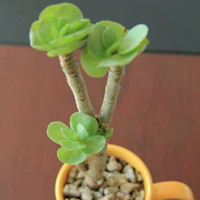 金钱木独好的生长环境