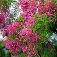 柽柳原来也有花名
