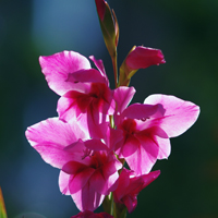 唐菖蒲花名是啥?