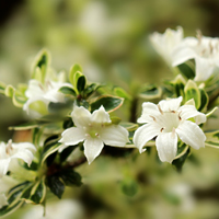 六月雪还有这样的名字