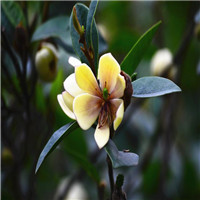 含笑原来也有花名