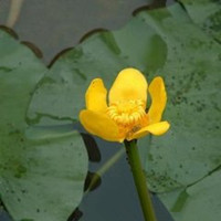 萍蓬草以怎样的环境生长为佳