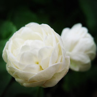 茉莉花的特点