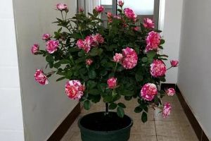 这9种花长成棒棒糖，只需3个小动作，邻居羡慕得翻墙偷...
