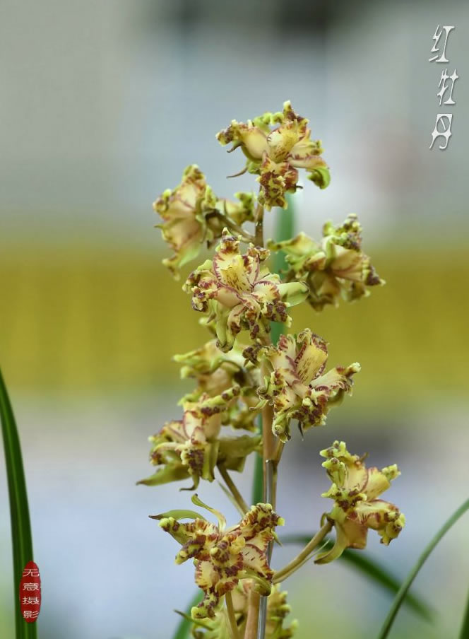 兰花分苗视频