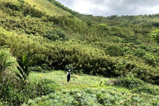 靠山吃山。好野人