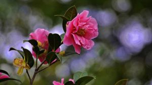 茶花怎么养