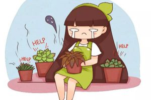 多肉黑腐王就是它！赶紧救，否则全死光！