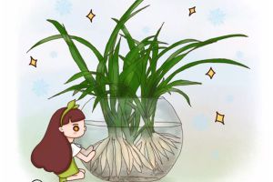 她家的吊兰根比火腿粗，~花盆都撑裂了~秘诀竟是这...