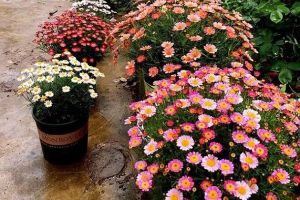 \@她把1种花养到无敌,赛过别人10个花园!