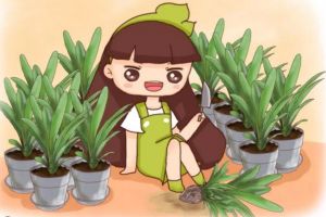 君子兰铁线莲…这么贵你还买？随手掰一下，立马1盆变1...