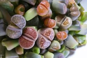 她在阳台养多肉，密密麻麻100盆，比院子养的好看多了...