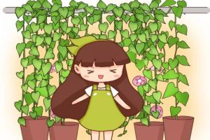 这花10天蹿2米，200平的房子都装不下！