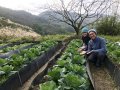 有机蔬菜太可口山羌穿山甲来朝圣