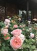 英伦玫瑰高贵典雅台北玫瑰园飘宫廷风