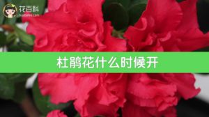 杜鹃花什么时候开