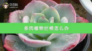 多肉植物烂根怎么办