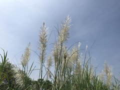 秋日赏芒季新北大汉溪两岸散步赏芒花