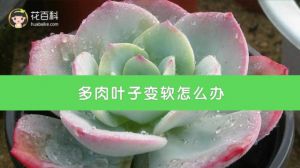 多肉叶子变软怎么办
