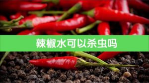 辣椒水可以杀虫吗