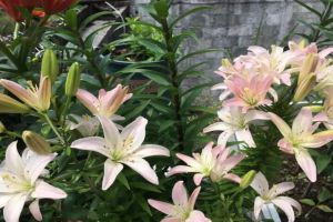 这7种花香味有毒,卧室千万别放!家里有老人小孩的必看...