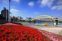 彩虹桥花海盛开台北市河滨变身最浪漫景点
