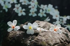 2016客家桐花祭桐游南投4月16日起跑
