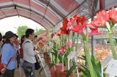 云林县四湖孤挺花盛开欢迎民众踊跃赏花