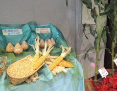 郭台铭毒玉米说