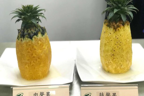 凤梨到底谁跌价？豪雨后肉声果次级品大增，每公斤8元收购