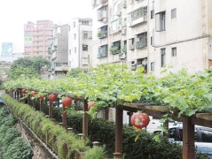 新北市土城希望之河葡萄成熟赏果趣