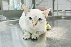 宠物认养趴新北市动保处周末登场