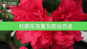 杜鹃花虫害及防治方法