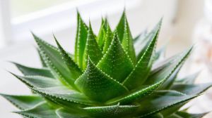 芦荟根部腐烂怎么救活