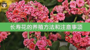 长寿花的养殖方法和注意事项