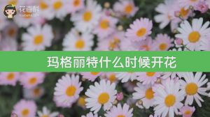 玛格丽特什么时候开花