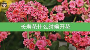 长寿花什么时候开花