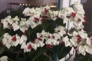 这花会吐小珠子，养1盆365天开花，一次开花100朵...