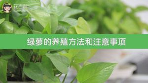 绿萝的养殖方法和注意事项