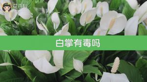 白掌有毒吗