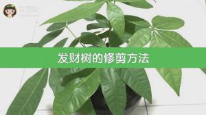 发财树的修剪方法
