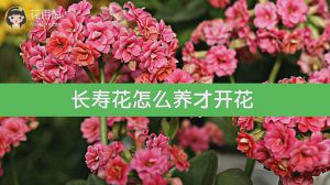 长寿花怎么养才开花