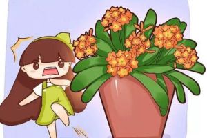 他家的君子兰，大热天竟然开成了花球，1个花苞长40朵...