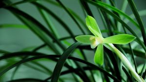 兰花的寓意和象征风水